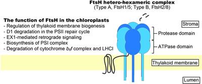 FtsH Protease in the Thylakoid Membrane: Physiological Functions and the Regulation of Protease Activity